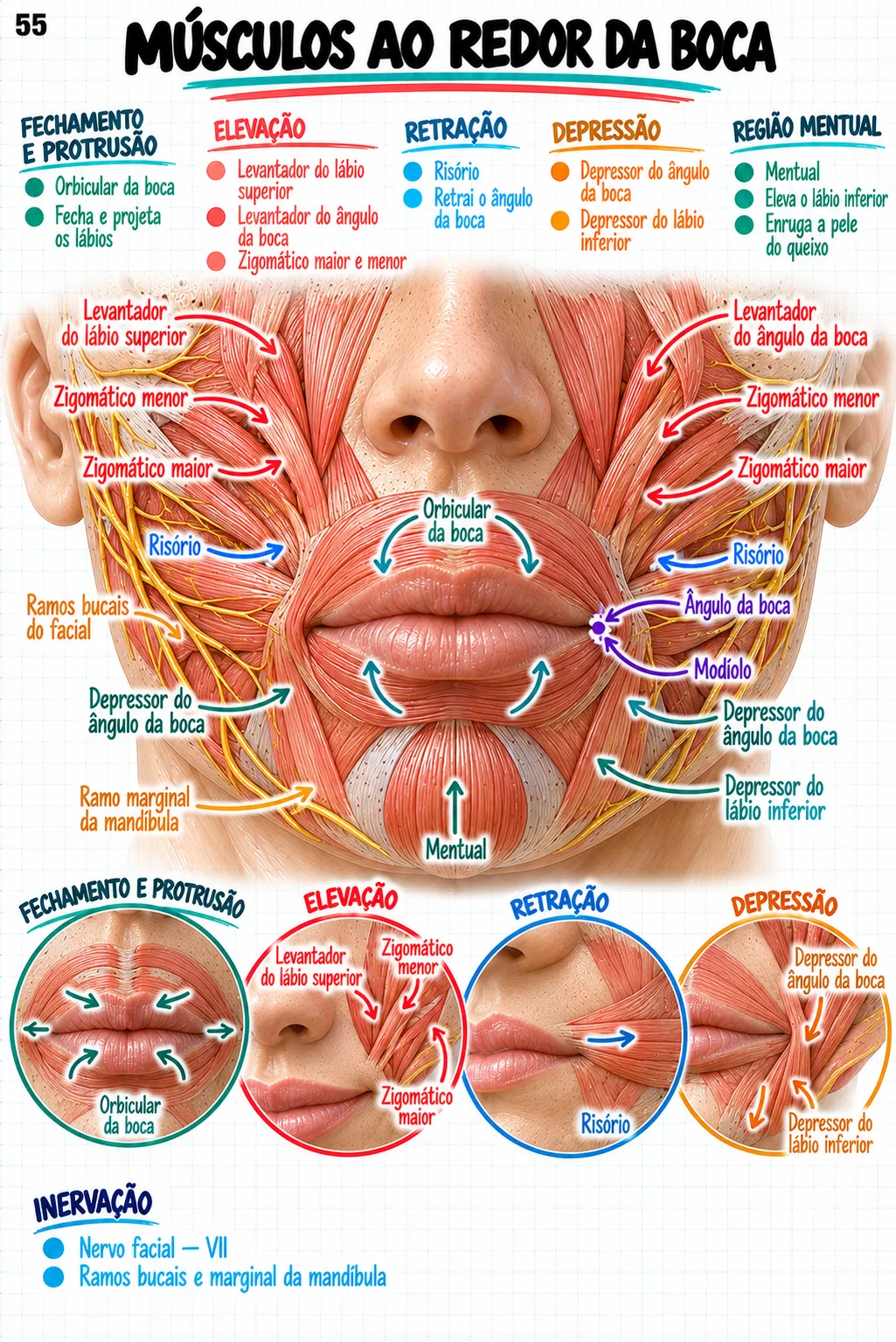 Mapa mental de anatomia — Músculos ao redor da boca