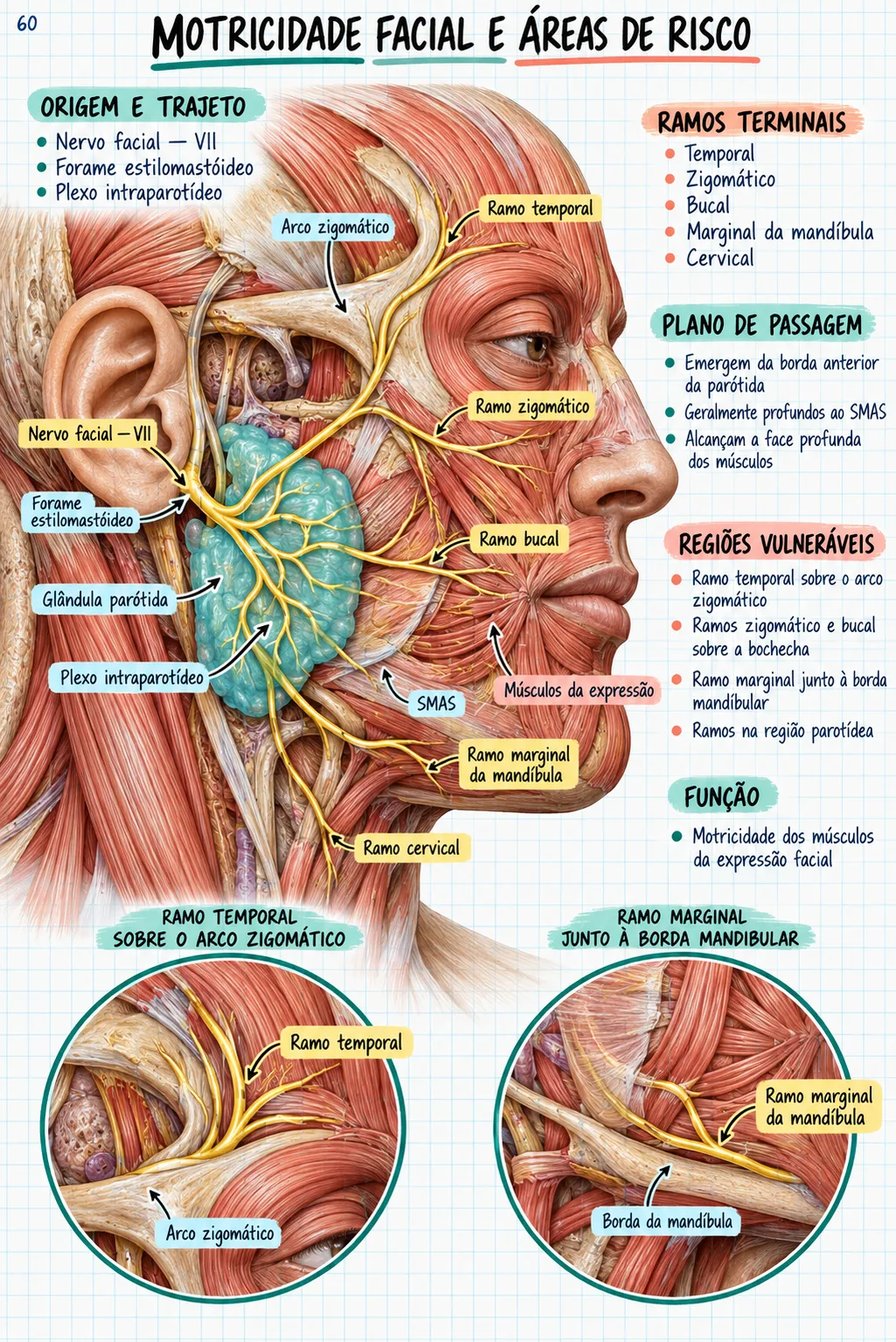 Mapa mental de anatomia — Motricidade facial e áreas de risco