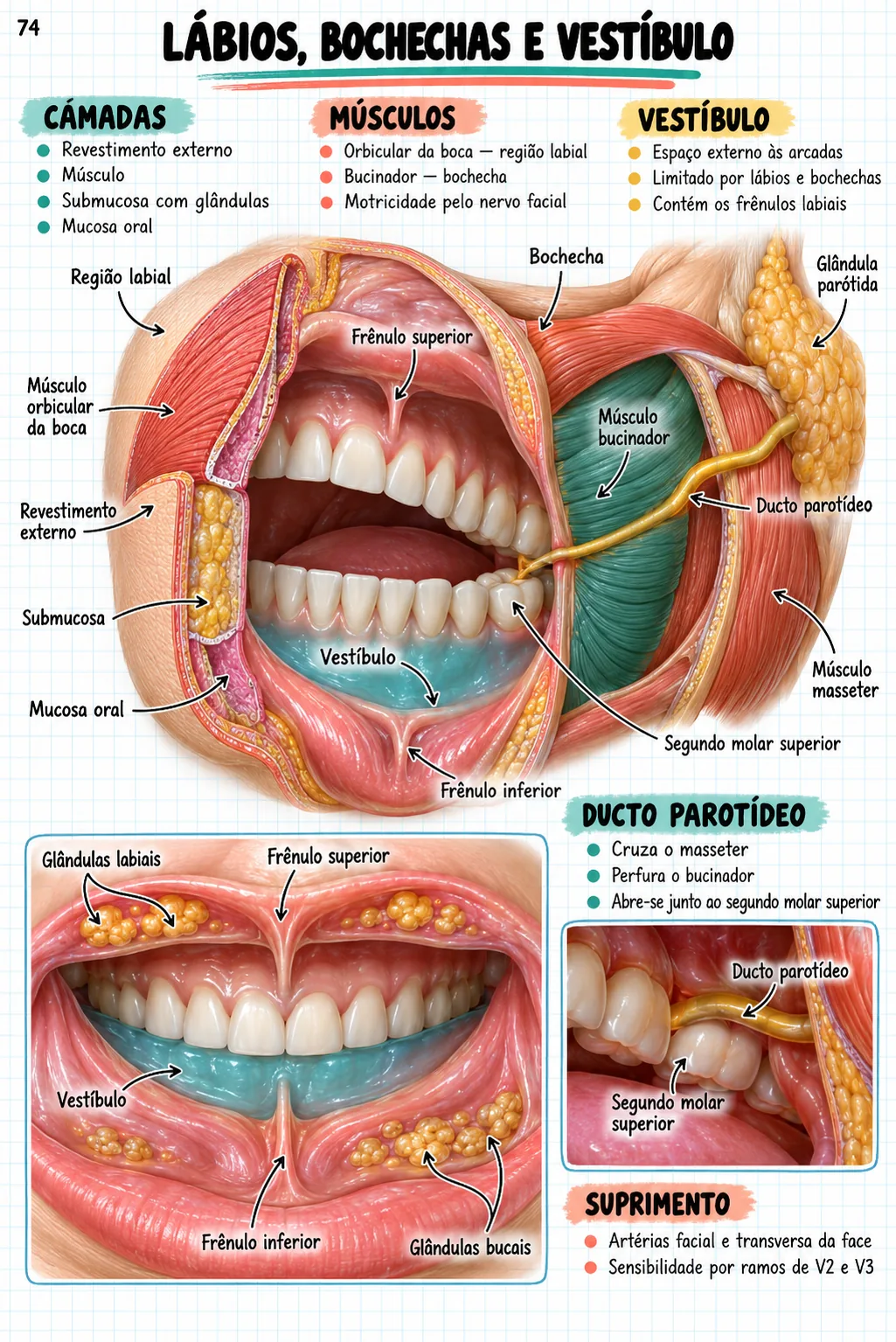 Mapa mental de anatomia — Lábios, bochechas e vestíbulo
