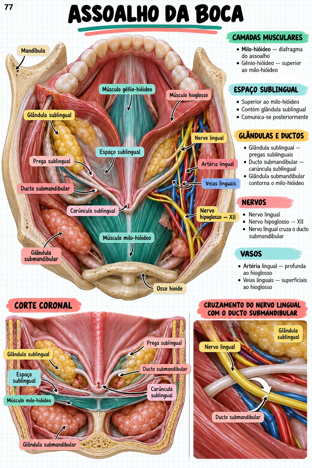 Mapa mental de anatomia — Assoalho da boca