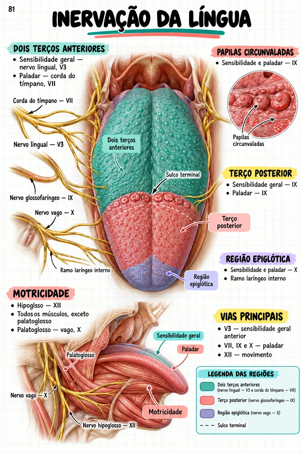 Mapa mental de anatomia — Inervação da língua