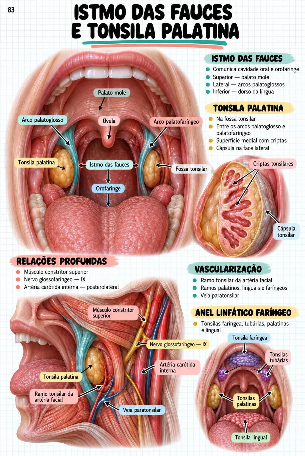 Mapa mental de anatomia — Istmo das fauces e tonsila palatina