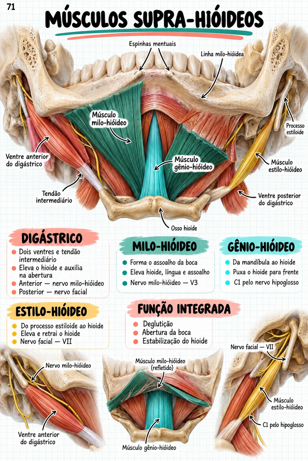 Mapa mental de anatomia — Músculos supra-hióideos